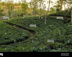 বড়লেখার সরকারি নিউ সমনবাগ চা–বাগানে ‘ভূতুড়ে’ শ্রমিক কেলেঙ্কারি, বছরে ক্ষতি প্রায় ১২ কোটি টাকা